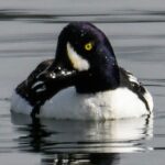 duck on water