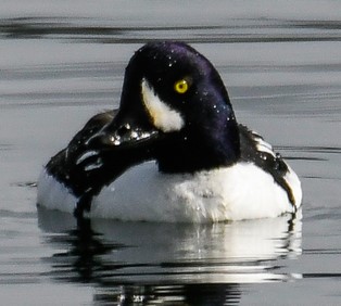 duck on water