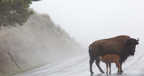 Bison cow nursing her calf in the middle of the road in fog