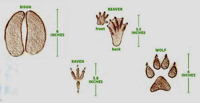 tracks of bison, beaver, raven and wolf
