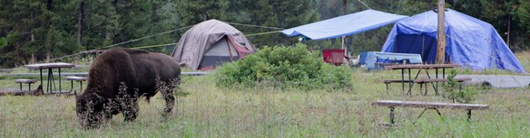 bison in campground