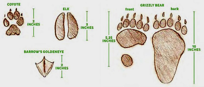coyote elk grizzly bear and barrow's goldeneye tracks
