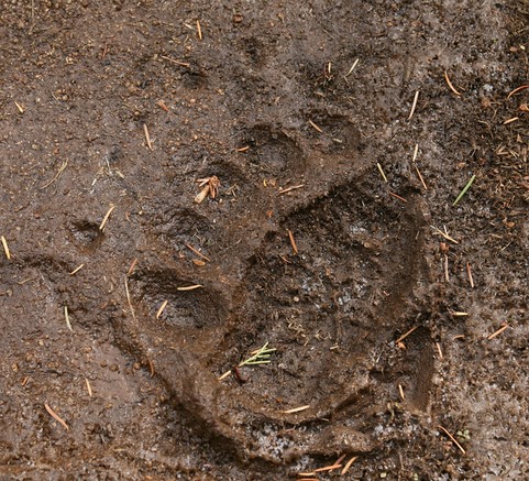 grizzly bear track in mud