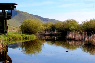 side of building and pond with duck below
