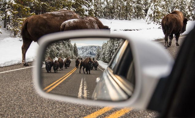 bison jam reflected in rear view mirror