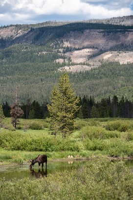 moose in river, mountains behind