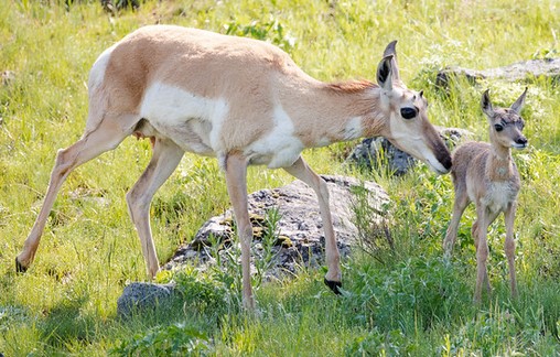 pronghorn mom and fawn