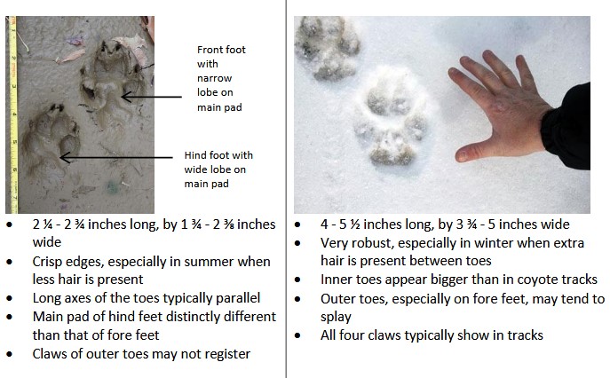 coyote and wolf footprints