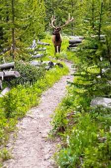 elk on a trail