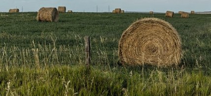 rolls of hay in a feild
