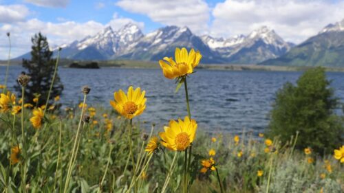 wildflowers in bloom along Hermitage Point trail 