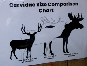 height of deer elk and moose compared