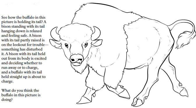 drawing of a bison to color in