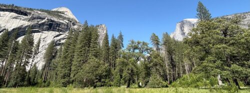forest and mountains