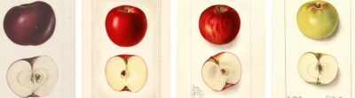 drawings of four apples