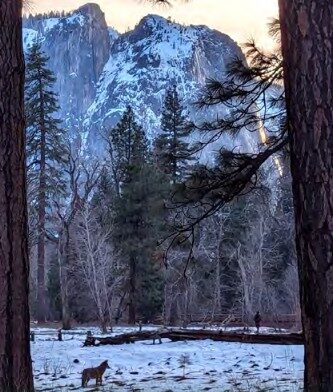 coyote in snowy meadow