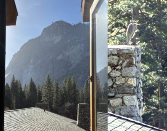 heron on roof top and on chimney