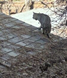 bobcat on roof