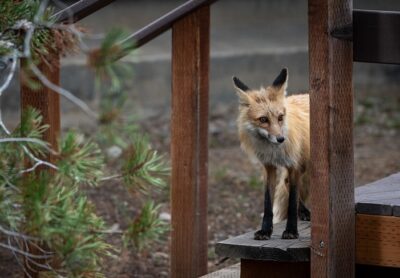 fox on staircase