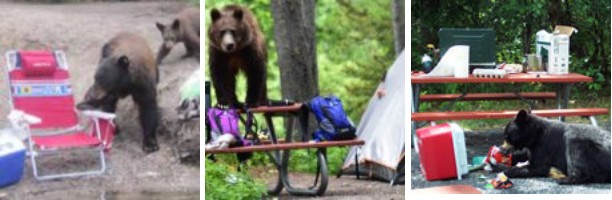 three photos of bears getting into food