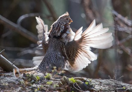 ruffed grouse drumming