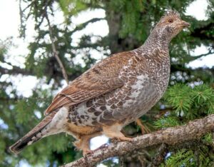 grouse in tree