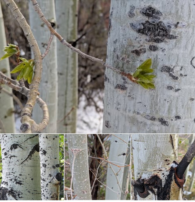 aspen trees bark in different seasons