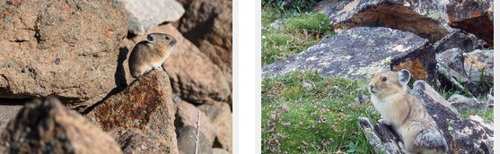 2 photos of pikas sitting on rocks