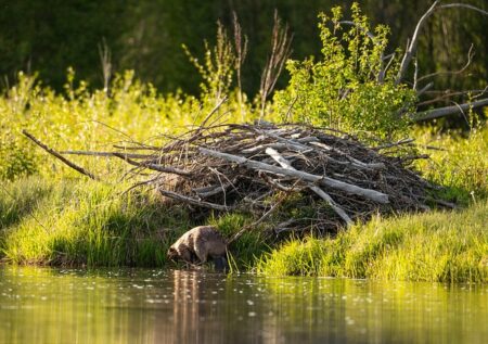 beaver and lodge at shore of river
