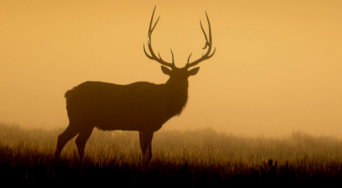 Grand Teton National park Lupine Meadows and bull elk