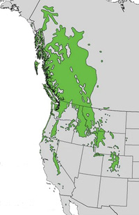 map of western United States and Canada with green shading to show distribution of lodgepole pine