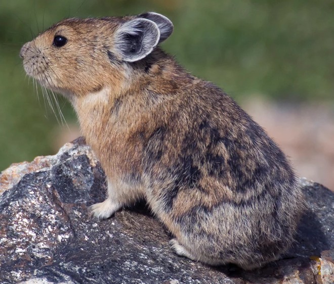 close up of a Pika on a rock