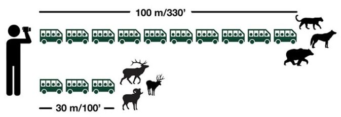 chart showing 30 to 100 metres distance you should stay away form animals when viewing them in Canada