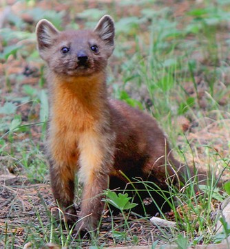 pine martin sitting and looking up
