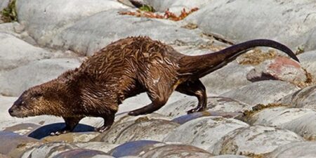river otter walking on land photo shows the long tail