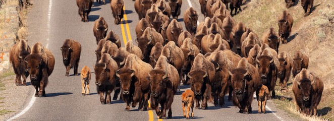big herd of bison on highway