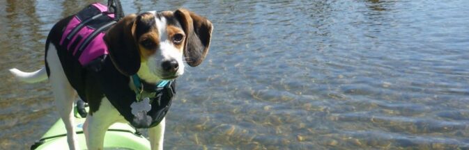 dog in lifejacket standing on kayak