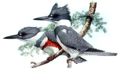 two birds next to each other on a branch female on right has red feathers