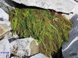 large pile of fern branches