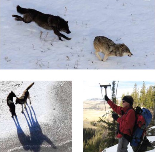 photos from Yellowstone Wolf Project Annual Report 2008