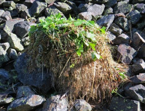 pile of vegetation on rocks dry on the bottom green on the top