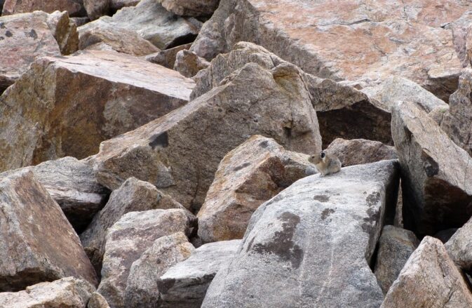 pika sitting on one of many rocks in a talus slide