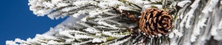 rime ice on pine tree needles with pine cone