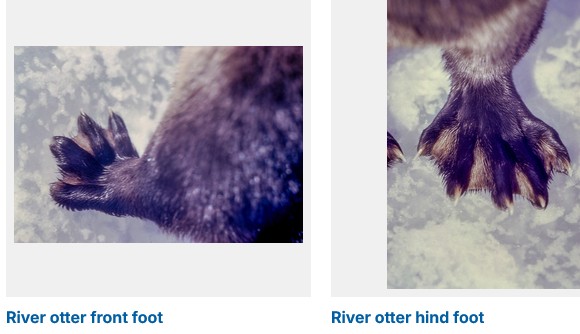 river otter front foot and hind foot 