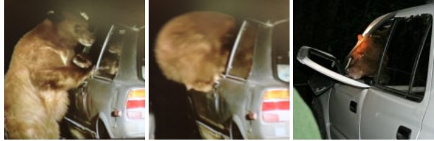 three photos sequence of bear climbing into car