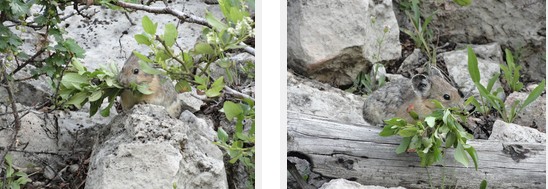 2 photos of a pika gathering vegetation
