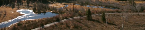 road with tall shrubs alongside