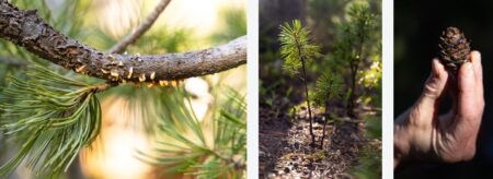 three photos show blister rust, whitebark pine seedlings and cone