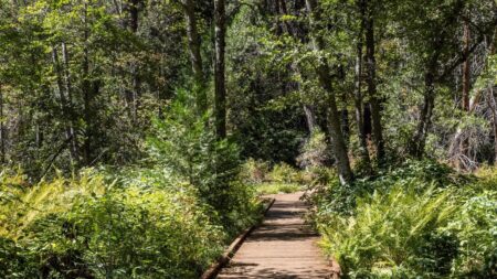 boardwalk through trees and ferns