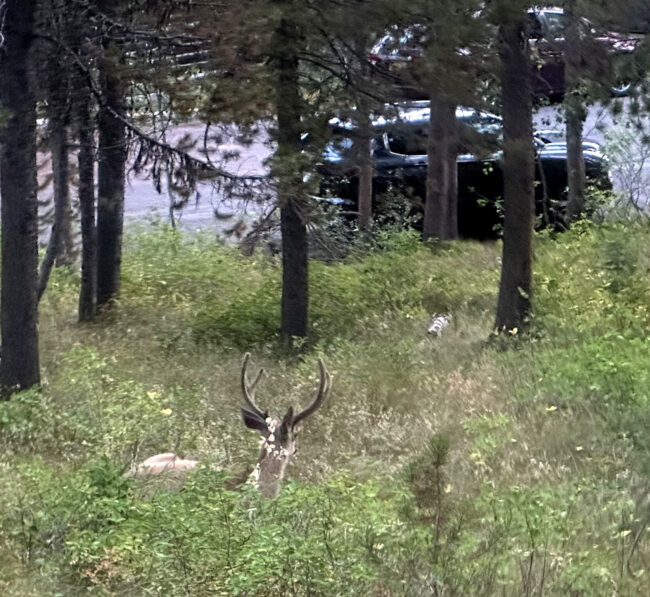deer on wooded slope with cars on road below